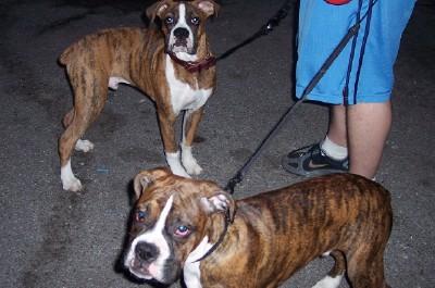 Me and my litter mate Tyson