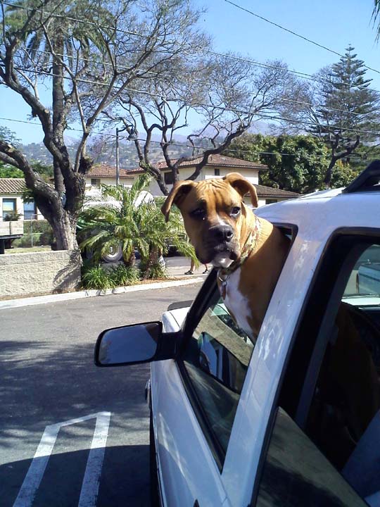 Me thinks we might going... camping? Yay!!!!!