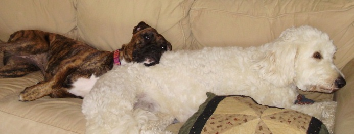 meeka makes a good pillow