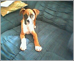 Meet Artie!!!