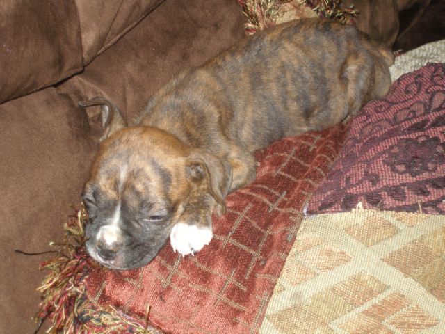 Meet Bailey Mae!