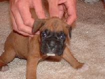 Meet California Haven aka... Cali !