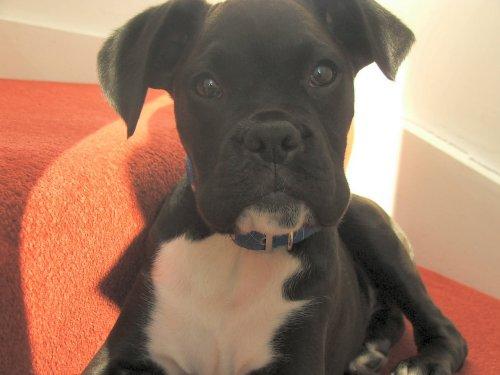 Meet Irish Bob !