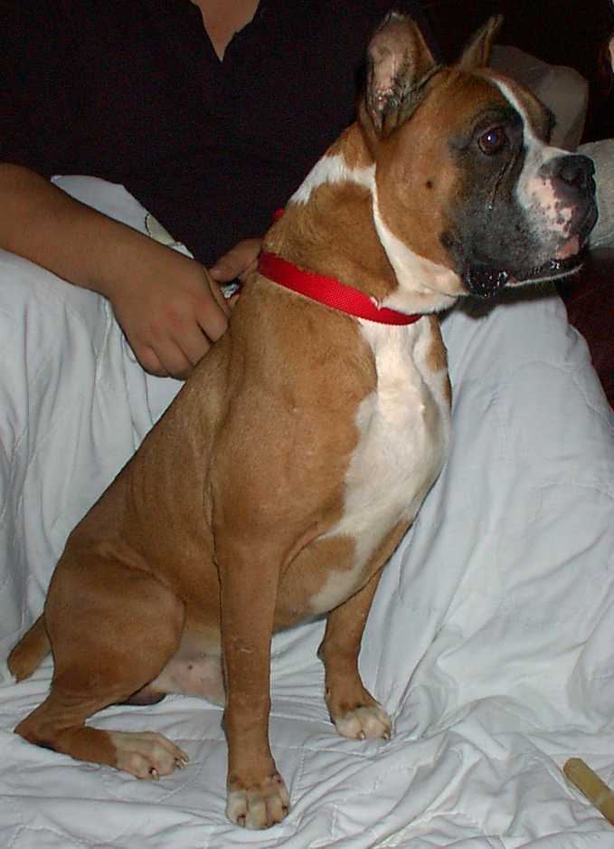 Meet Samson