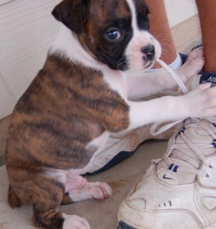 Meet Stitch