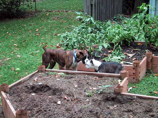 Meeting by the pepper plants