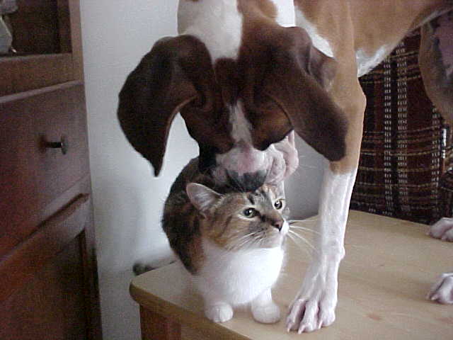 Meeting Callie Cat for First Time