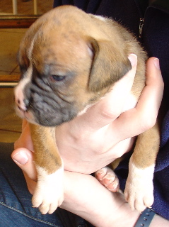 Meeting our baby boy at 4 (sleepy) weeks old!