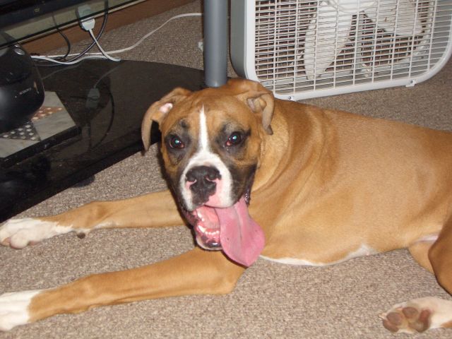 Mega Tongue