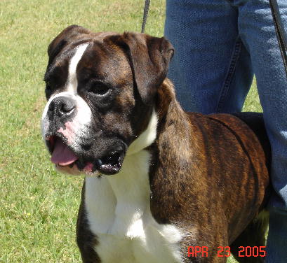 Melody our Hungarian Boxer at 9 months