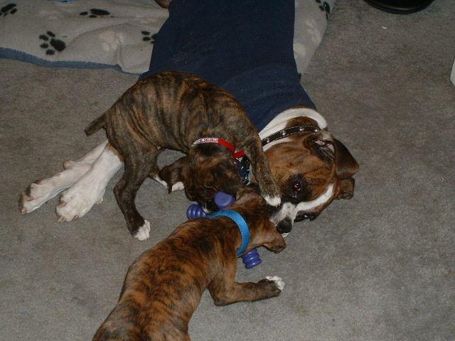 Menage` a toy