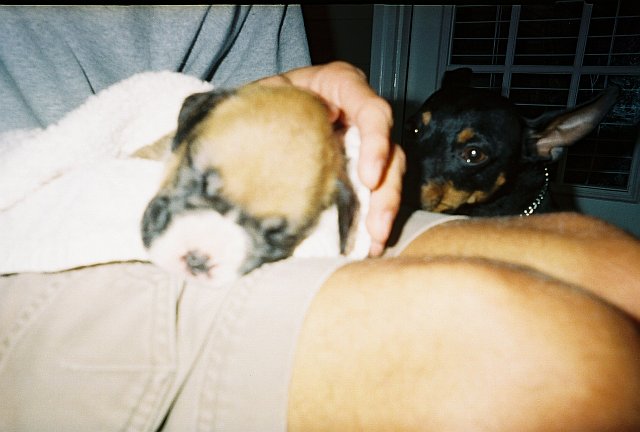 Merlin the Min-Pin checking out his baby brother