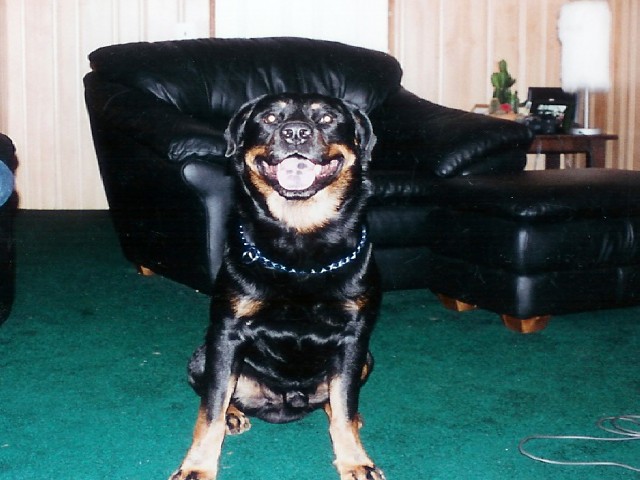 Merlin