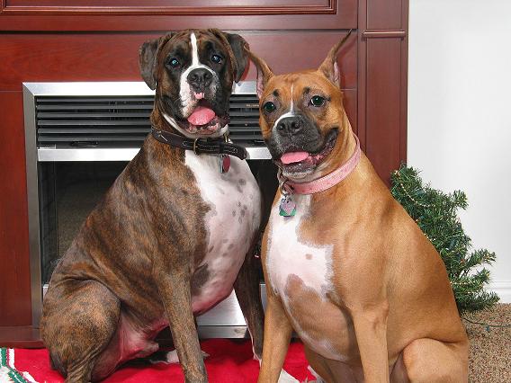 Merry Christmas 2004!