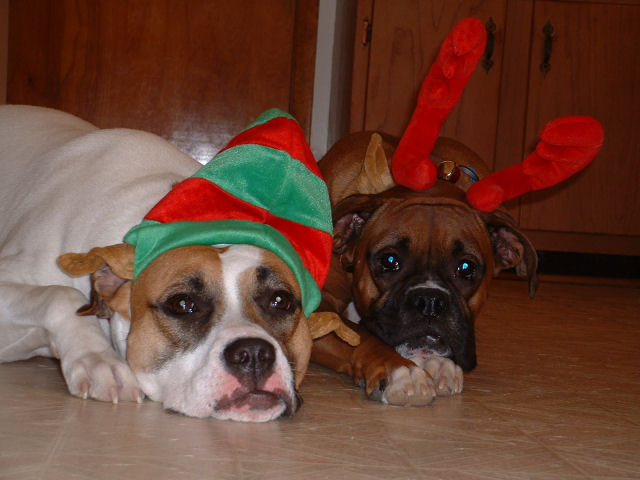 Merry Christmas 2005