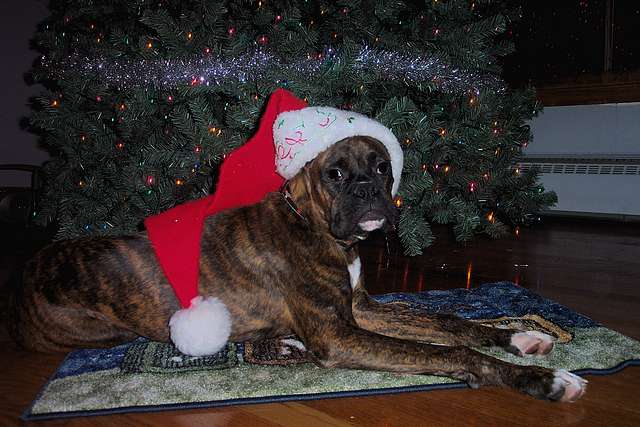 Merry Christmas (6 1/2 months old)