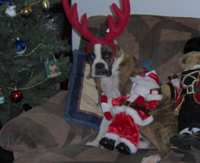 Merry christmas Boxer World!