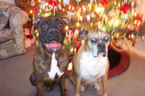 Merry Christmas From Us!!