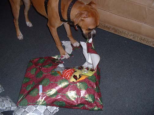 Merry Christmas Harley Rose