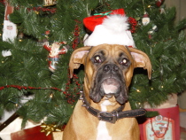 Merry Christmas!!!!