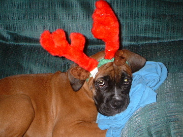 Merry Christmas!