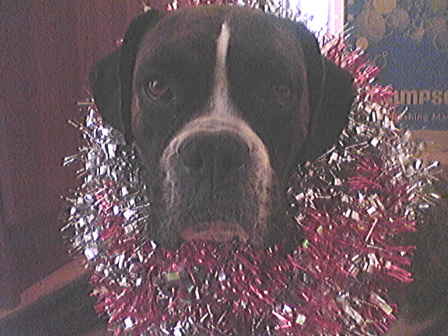 Merry Christmas