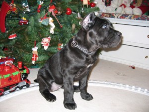 Merry Christmas!