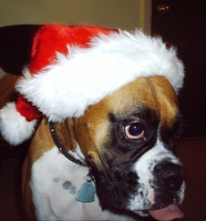 Merry ChristMAX!