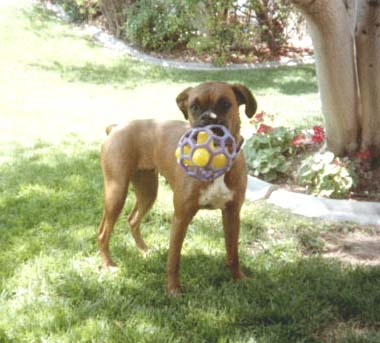 Mey B-Day Toy