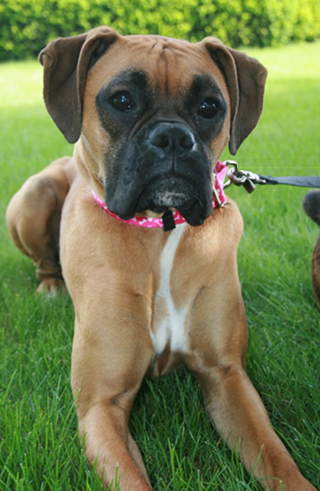 Mia Bear