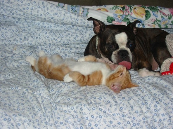Mia & Coco Kitty