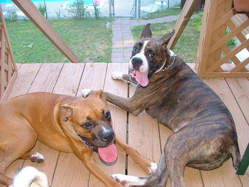 Mia & Ozzy just hangin' out