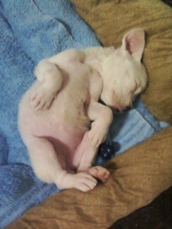 Mia sleeps like a queen