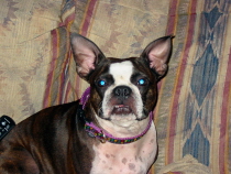 Mia the bat/boston!
