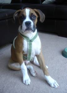 Micky 17 weeks