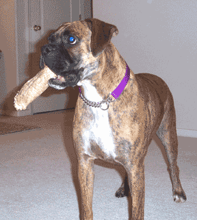 Micro Boxer