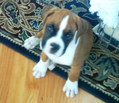Miles @ 8 Weeks