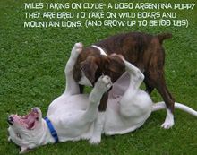 Miles_playing_with_his_buddy_Clyde