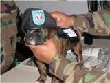 Military Pup
