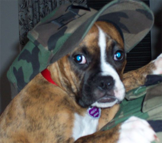 military puppy