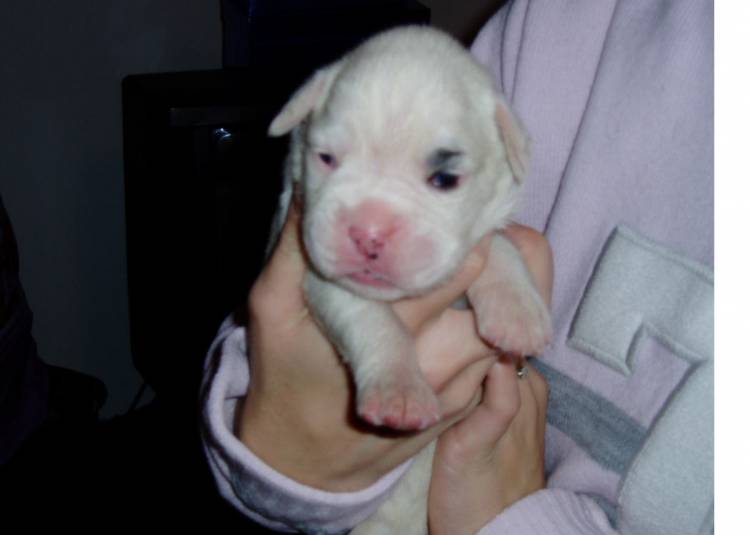 millie abount 1.5 weeks old