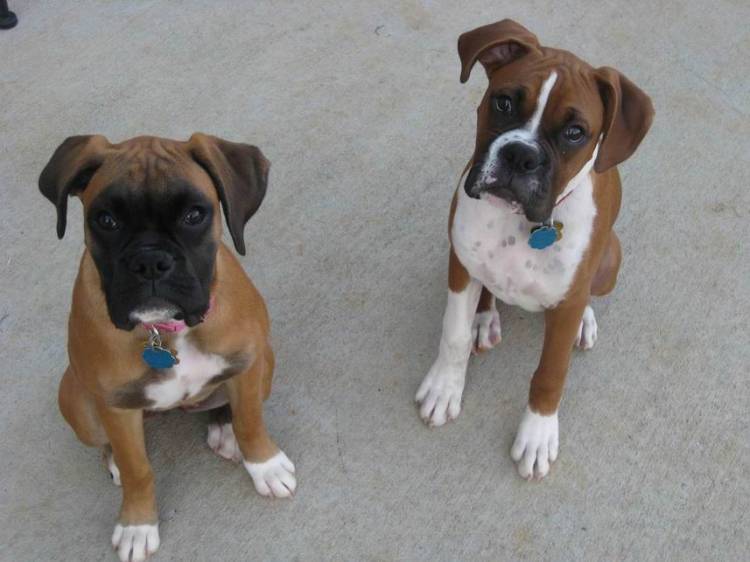 Millie and Ozzy
