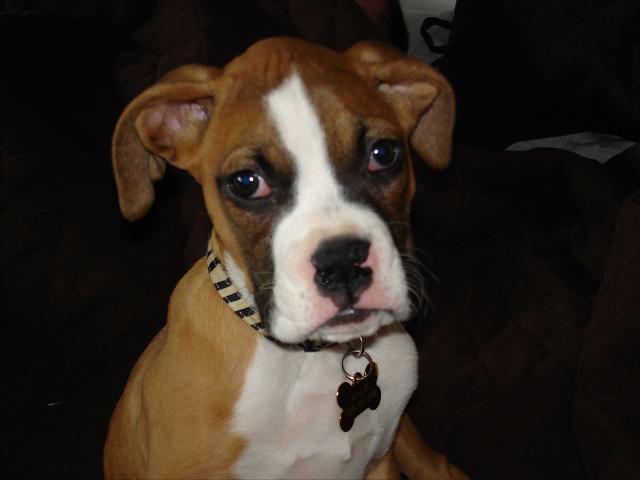 Millie at 12 weeks, getting so big!