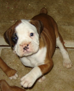 Millie At Six Weeks