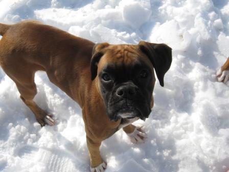 Millie's First Snow