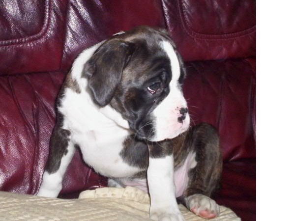 Milly @ 8 weeks(2)