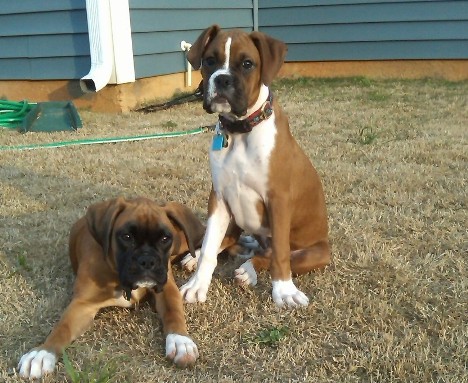 Milly and Ozzy