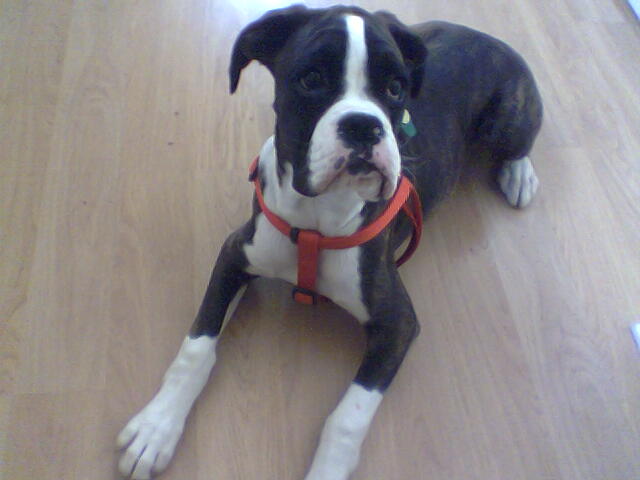 Milly waiting to go for a walk