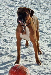 Milo 1 1/2 yrs. old