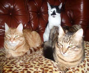 Milo - Aisha - Alfie.